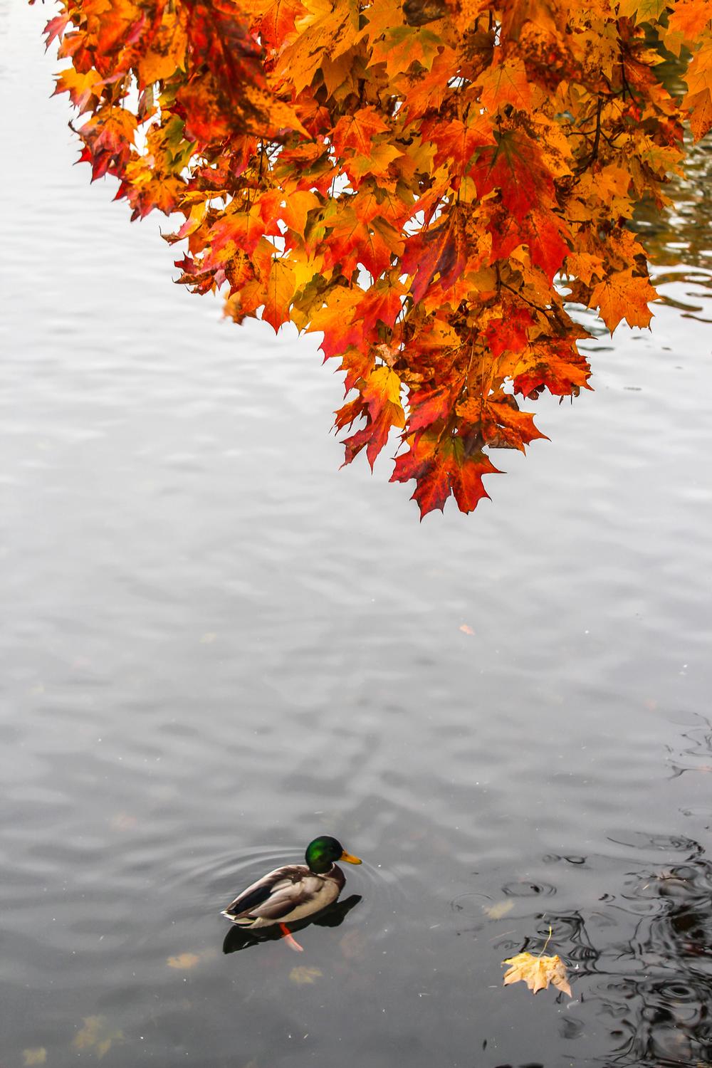 Relax by the Water at Prien Lake Park