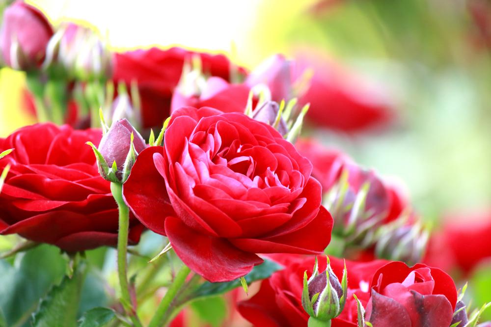 Stroll Through Blooms for Free at Tyler Rose Garden