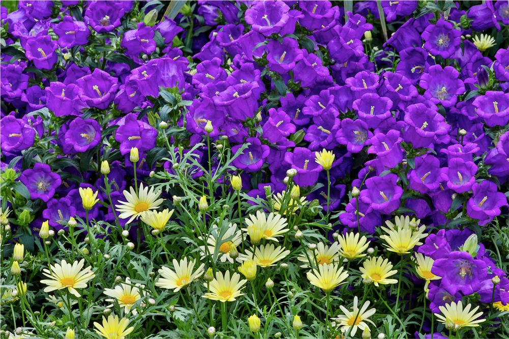 Wander Through Breathtaking Displays at Longwood Gardens