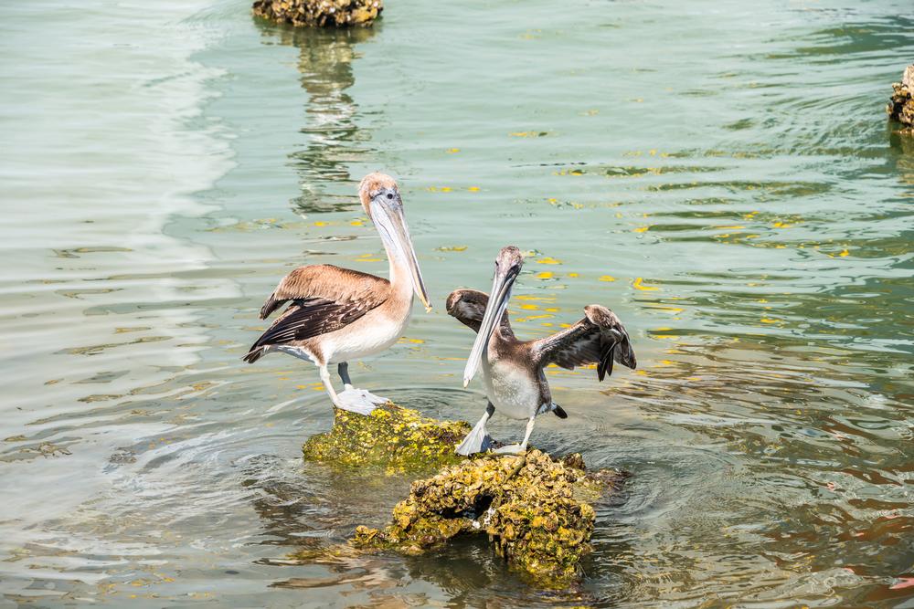 Galveston Island State Park