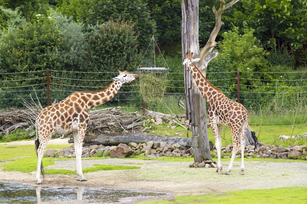 If You Love Wildlife Adventures, Visit Caldwell Zoo