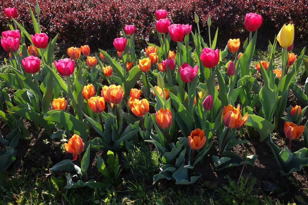 Wander Through  Sarah P. Duke Gardens