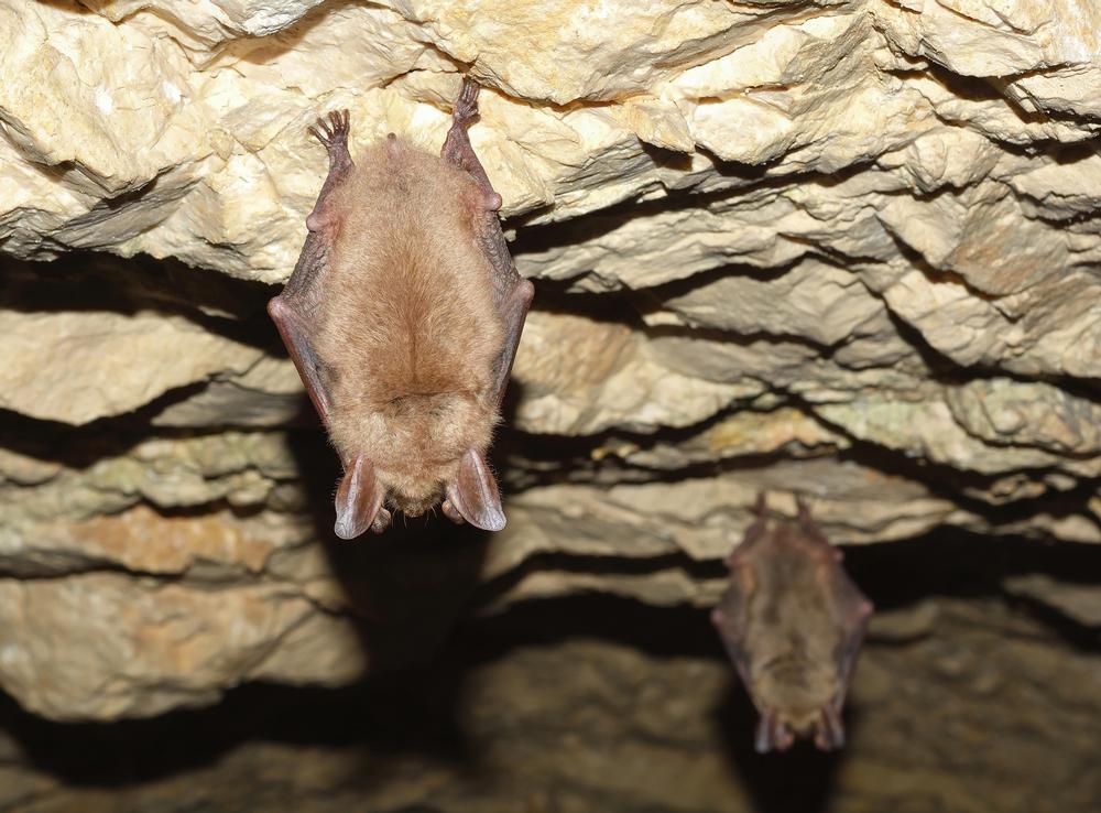 Watch bats emerge  in the Old Tunnel State Park