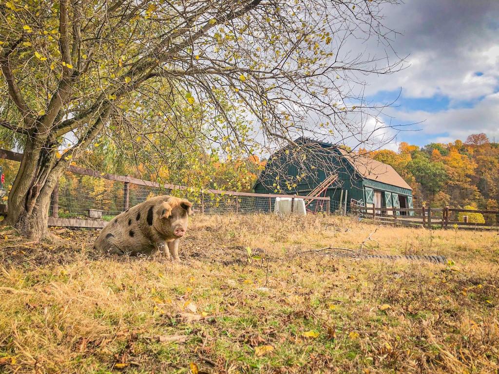 Connect with Rescued Residents at Catskill Animal Sanctuary