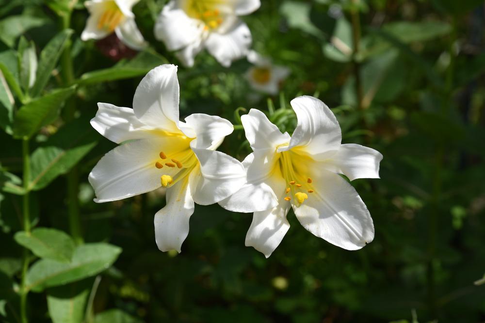 Wander Through Nature’s Beauty at the State Botanical Garden of Georgia
