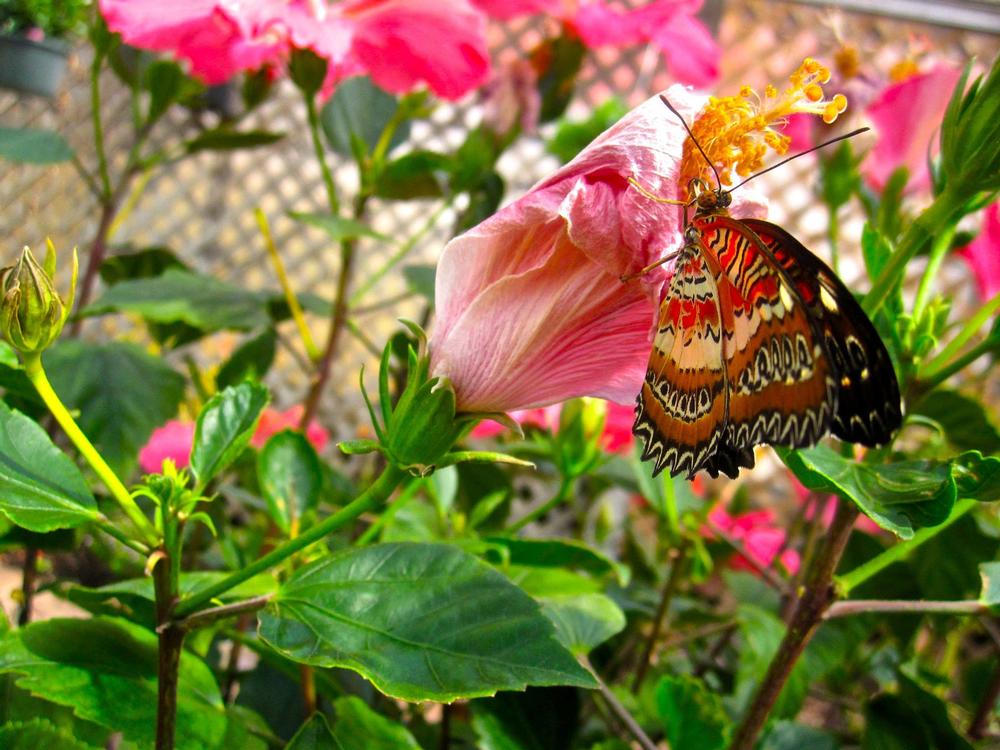 Wander Among Fluttering Wonders at The Original Mackinac Island Butterfly House and Insect World