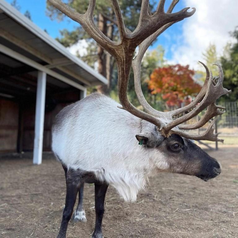 Get Up Close with Friendly Herds at Leavenworth Reindeer Farm