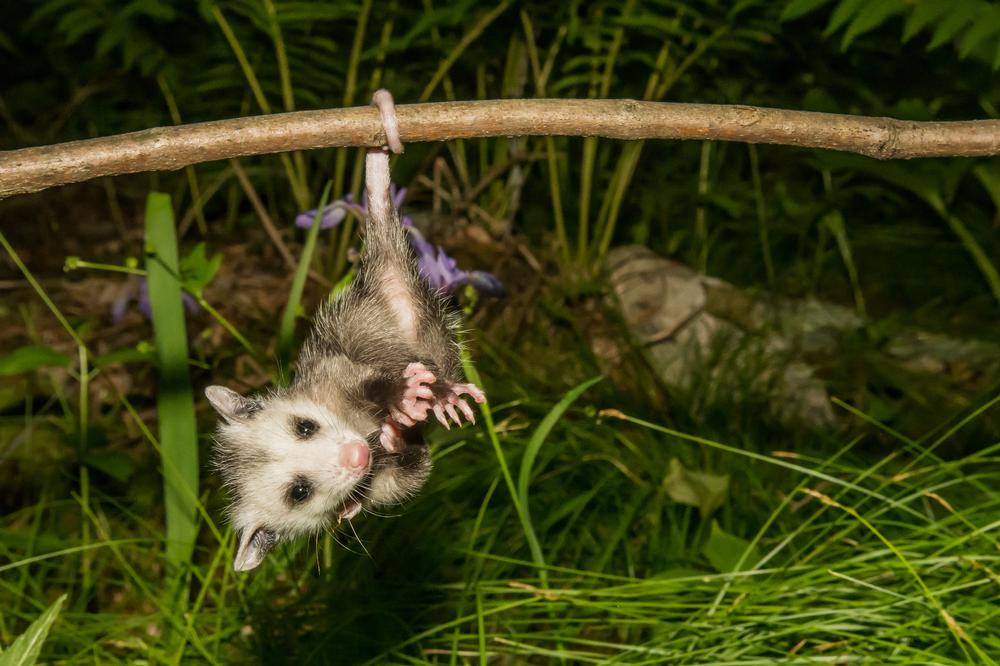 Meet Native Wildlife at Bear Hollow Zoo