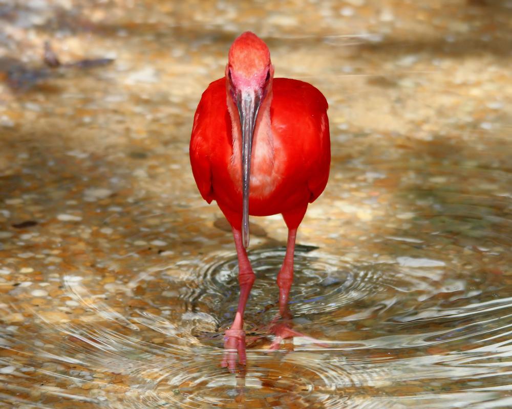 Meet Wildlife at the Montgomery Zoo
