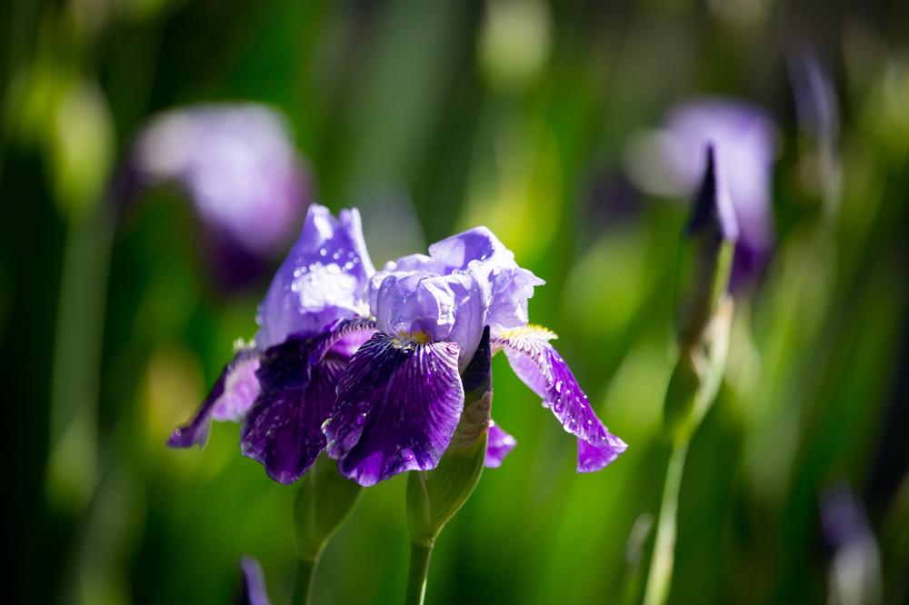Admire Colorful Blooms at the Presby Memorial Iris Gardens