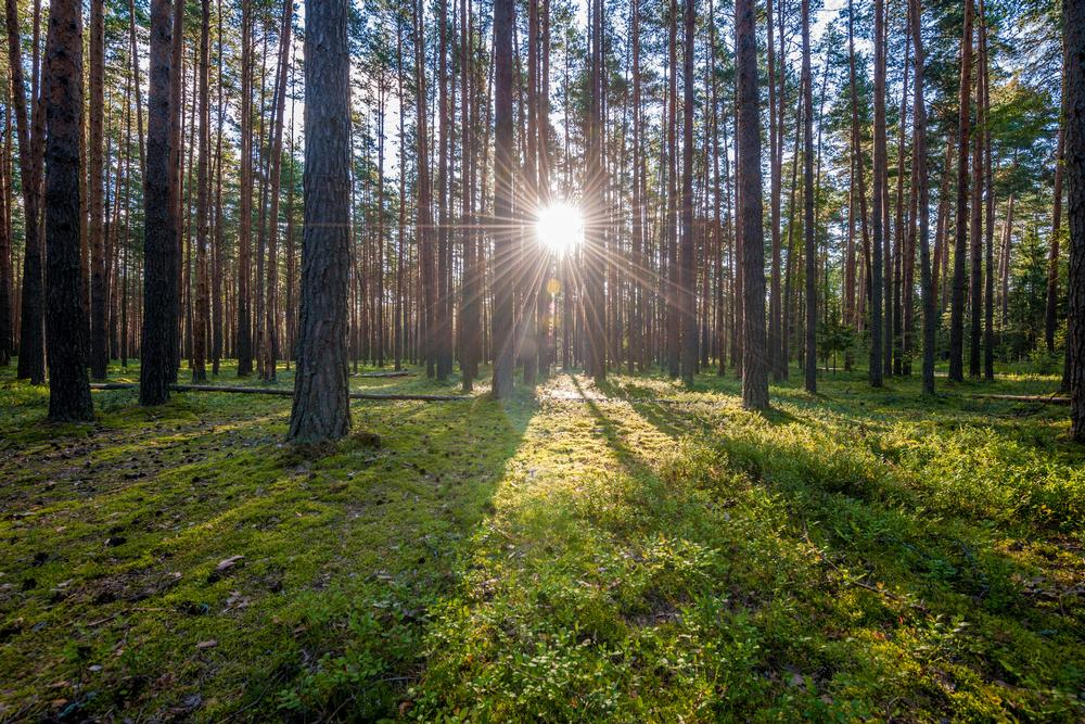 Get Wild and Wander at Sam Houston Jones State Park