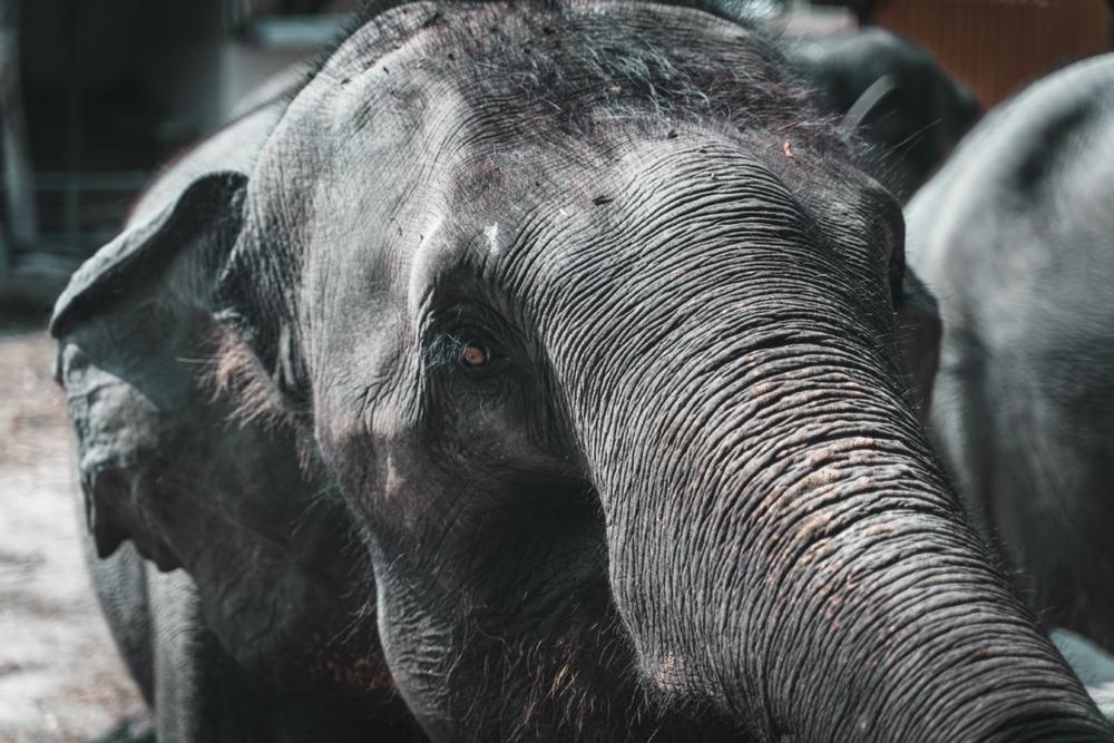 Walk with elephants at The Preserve