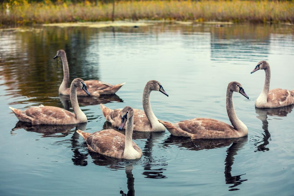 Watch Wildlife Thrive at Bitter Lake National Wildlife Refuge