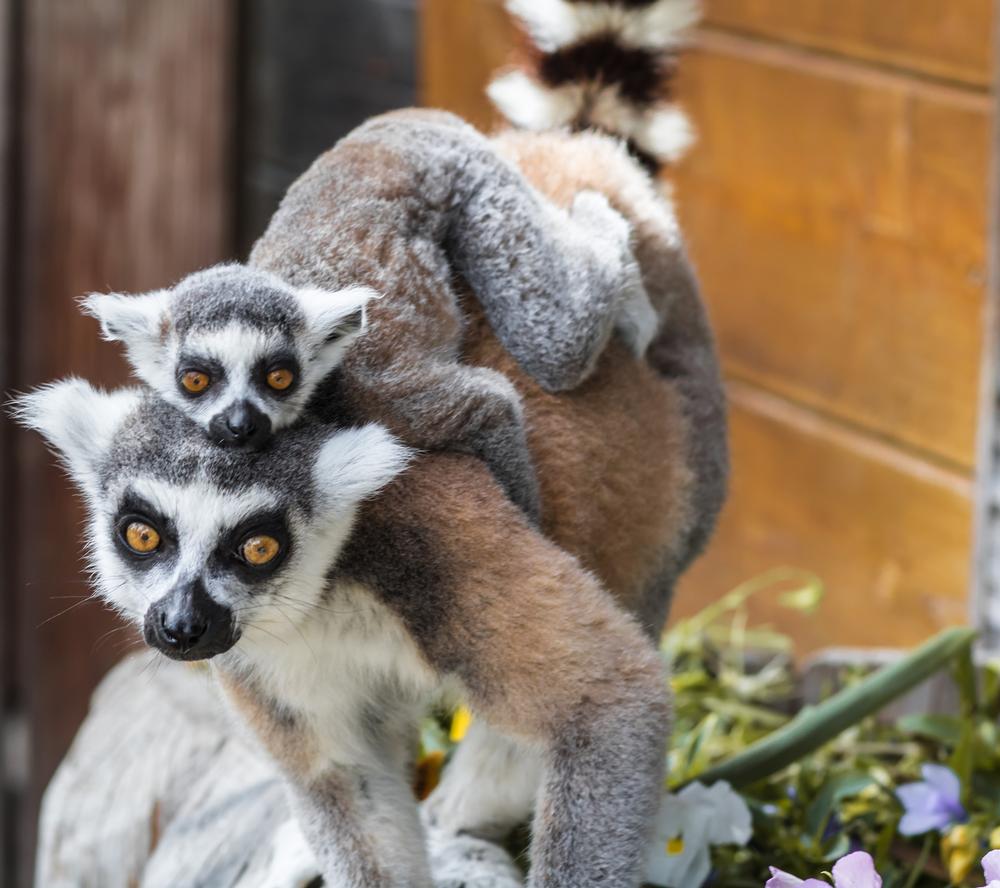 Meet the Animals and Ride the Mini Train at Spring River Park and Zoo