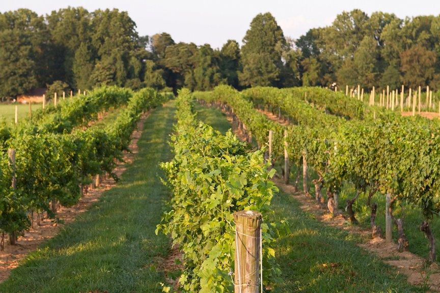 Relax with a Tasting at Penns Woods Winery