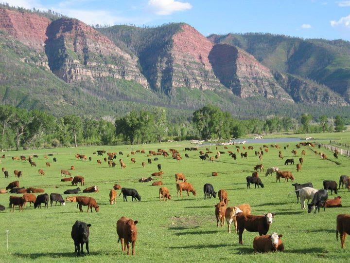 Savor Farm-to-Table Flavors at James Ranch Market and Grill