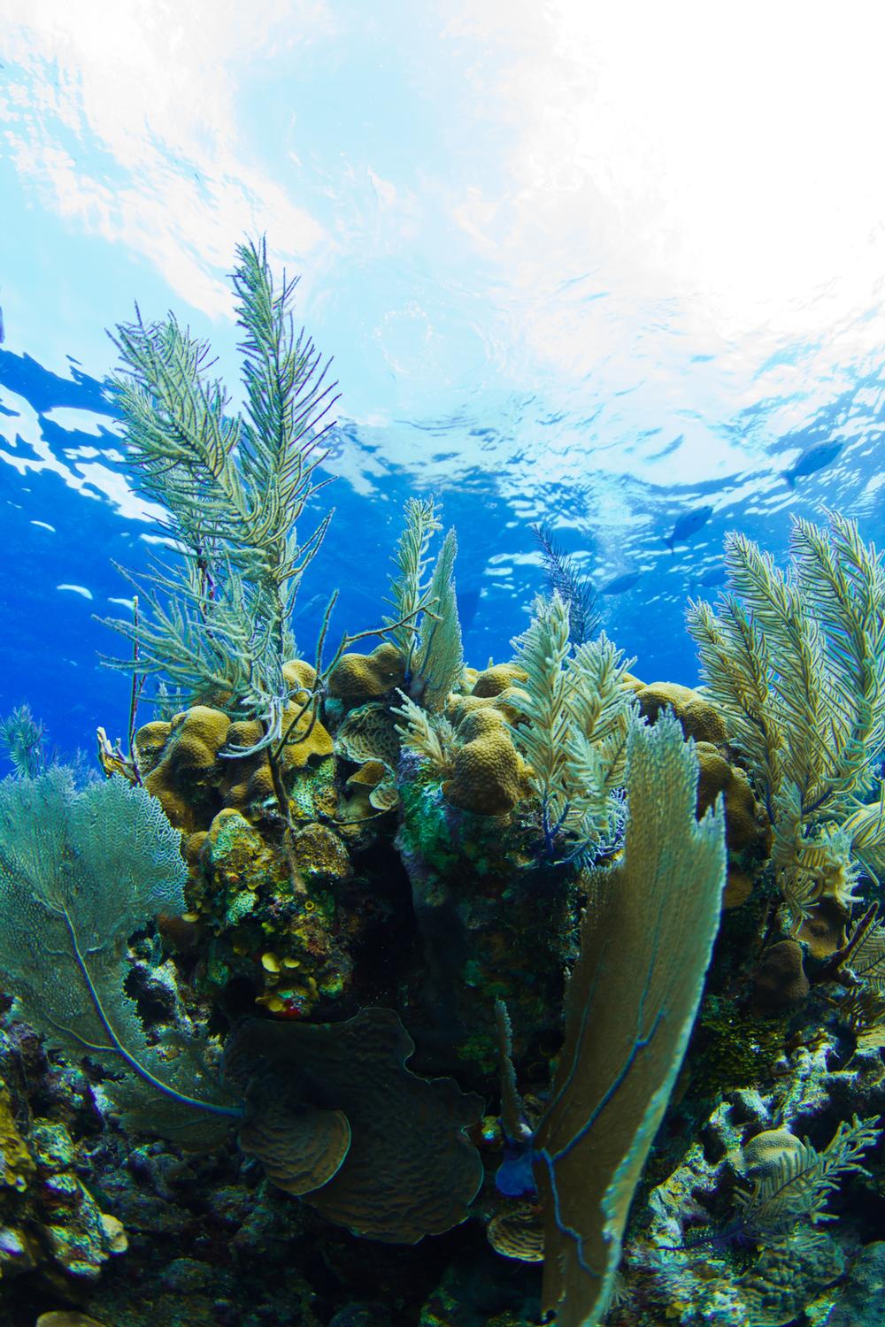 Swim and Hike in the Stunning Blue Hole National Park (Inland)
