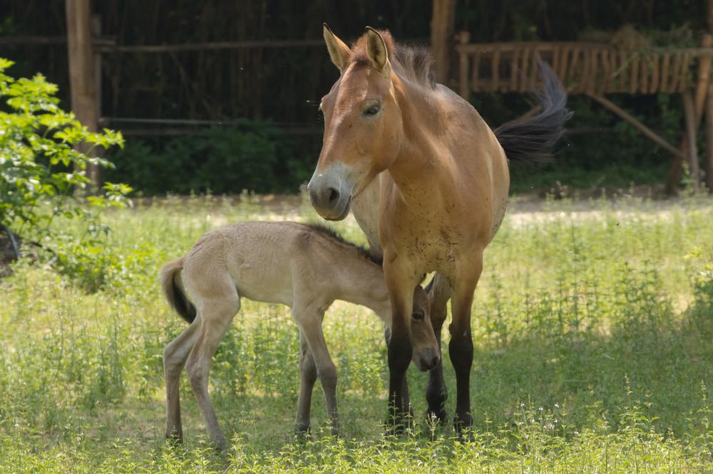 Ride Horseback Through the Cascades at Eagle Creek Ranch