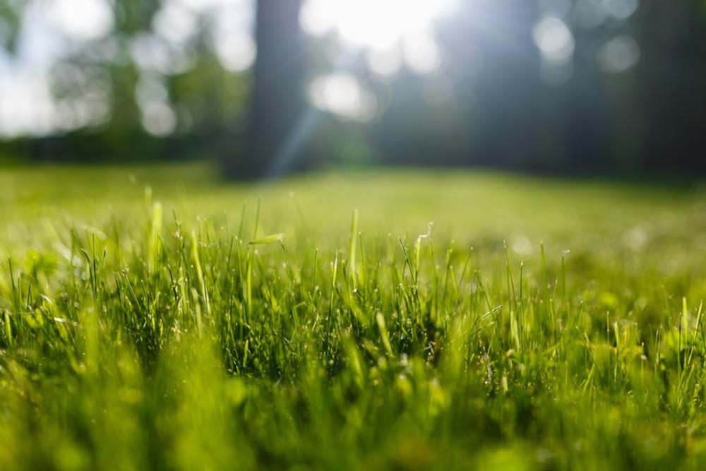 Stroll, Picnic, or Play at the Expansive Brookdale Park