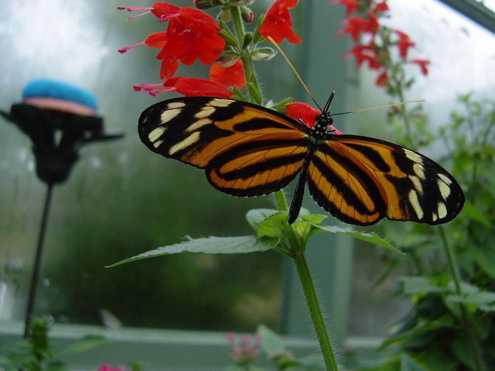 Marvel at Colorful Wings at the Wings of Mackinac Butterfly Conservatory