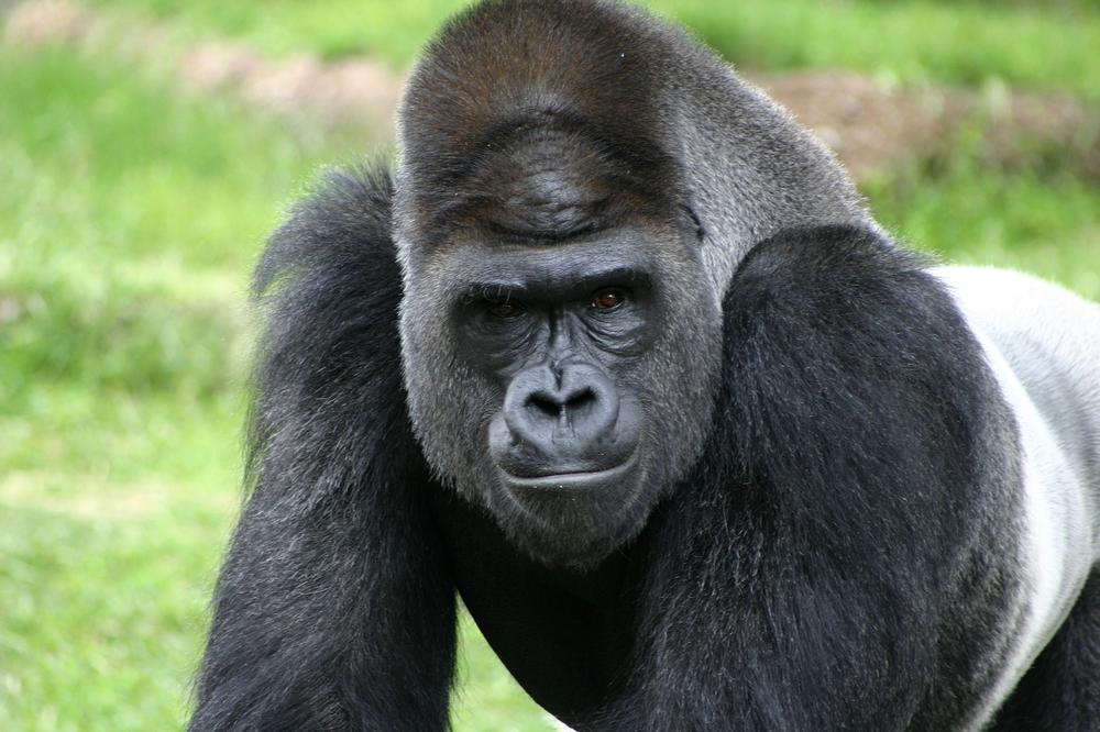 For Animal Lovers: Fort Worth Zoo