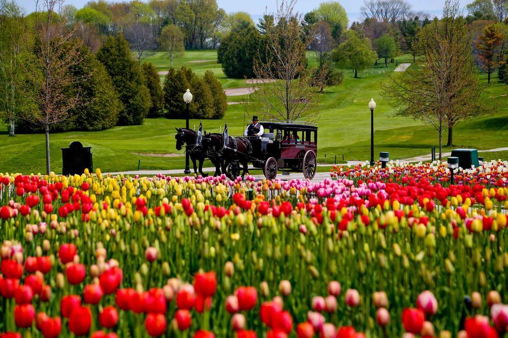 Grand Hotel Stables - Horses & Carriage Tours