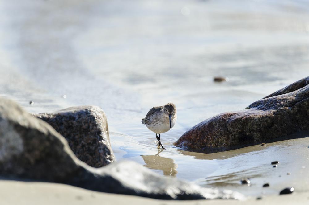 Spot Wildlife Wonders at Felix Neck Wildlife Sanctuary