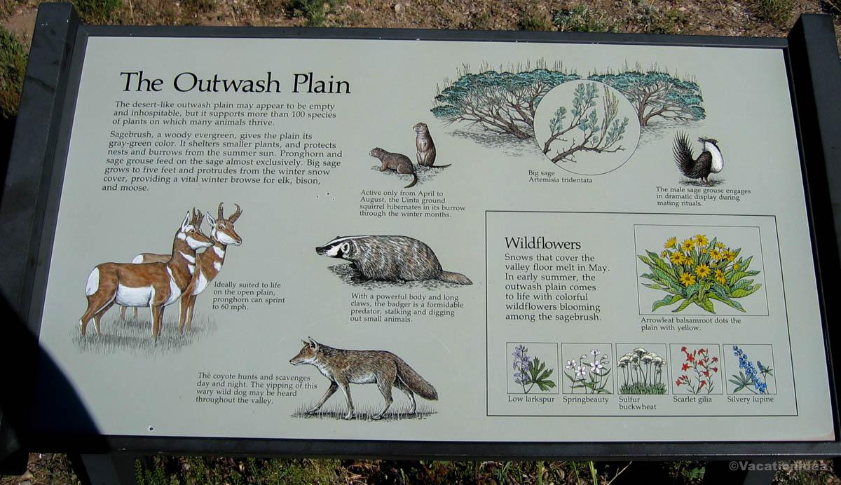 I took this photo of a wildlife sign in Jackson Hole