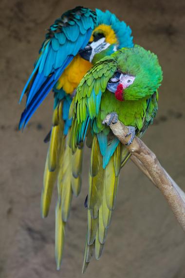 The Fort Worth Zoo History