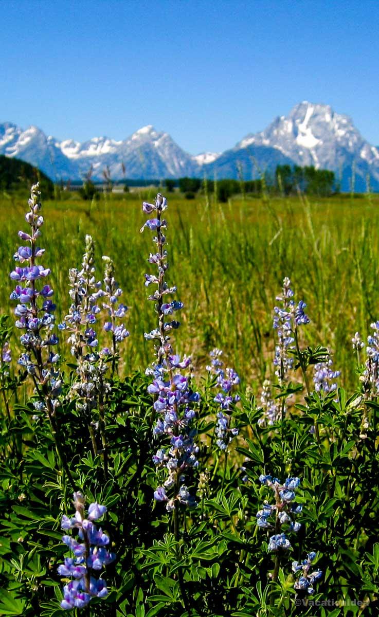 My photo of summer flowers with mountains in the background - Don't forget to pin it