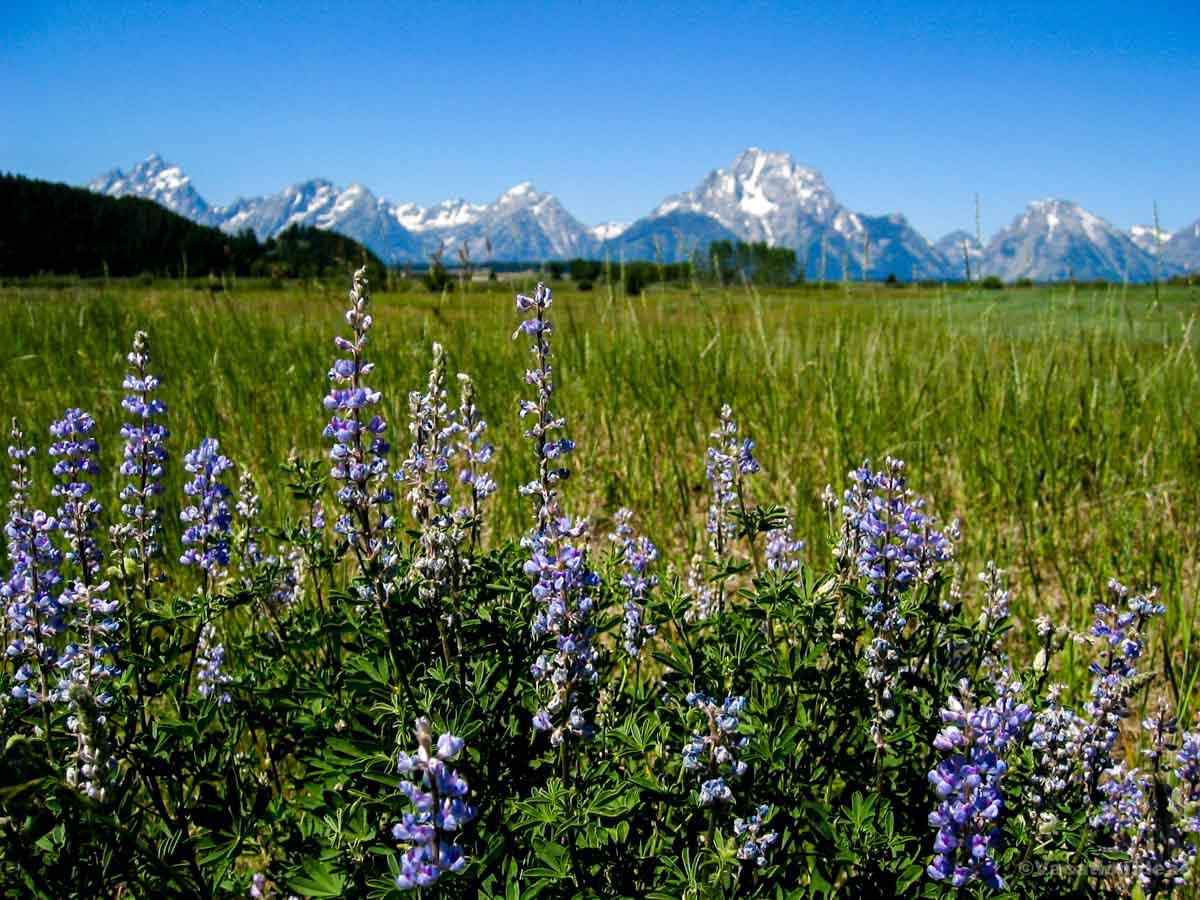 I took this photo of a field of mountain flowers in Jackson Hole with mountains in the background