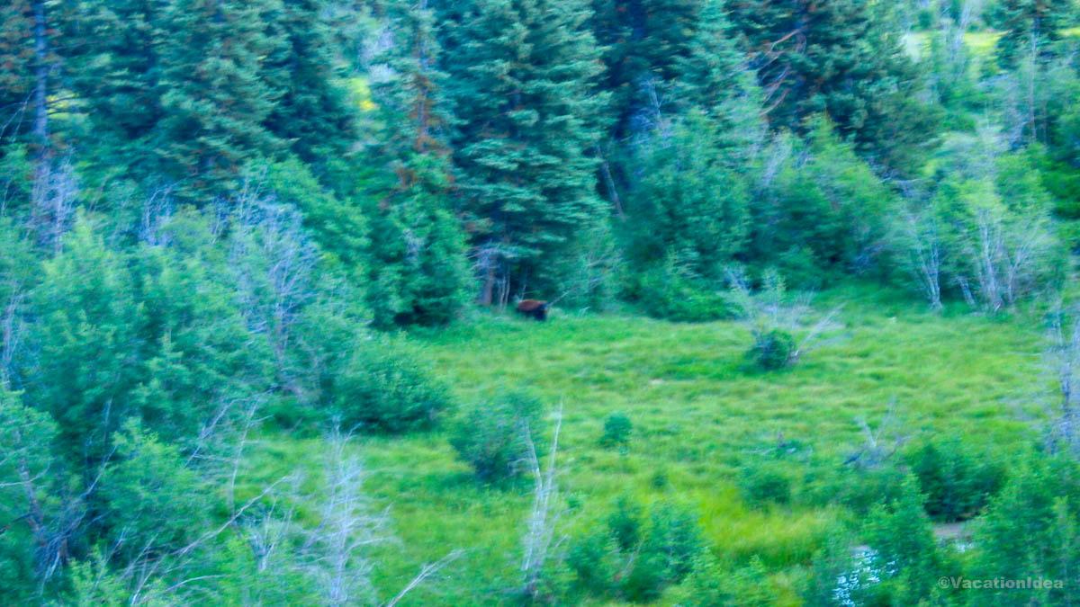 I took this photo of a large bear we saw in the distance on one of our hikes