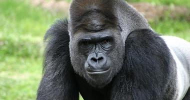 The Fort Worth Zoo