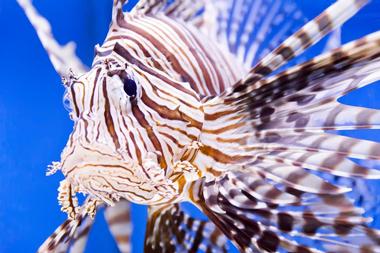 The PPG Aquarium