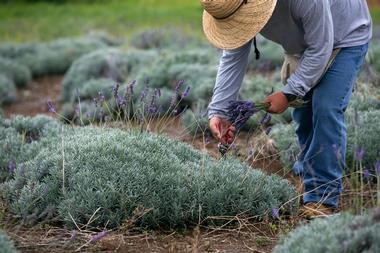 Visit Ali'i Kula Lavender Farm | Romantic Things to Do on Maui