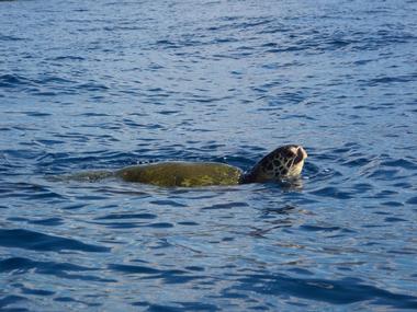 Sign up for Maui Kayak Adventures | Romantic Things to Do on Maui