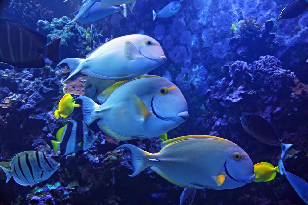 See vibrant marine life, interactive exhibits, and Hawaii’s only walk-through aquarium tunnel.