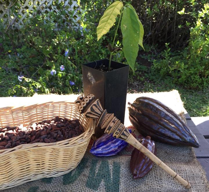 Explore a cacao farm and discover the process of making delicious Maui-grown chocolate.