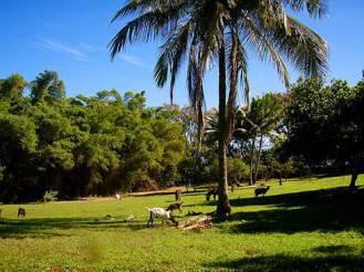Walk through a peaceful sanctuary and meet rescued farm animals in a tropical paradise.
