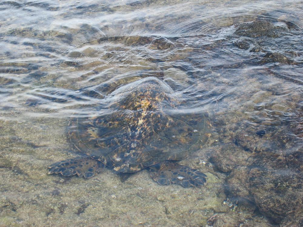 Explore nature and learn about marine conservation in a hands-on eco-adventure.