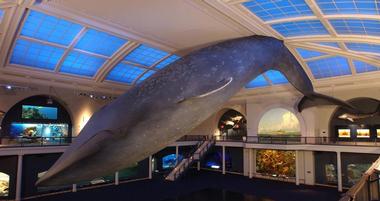 Milstein Hall of Ocean Life