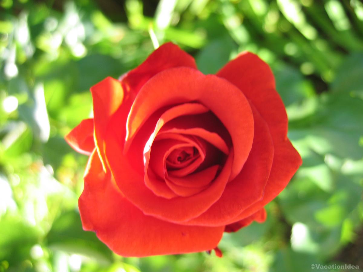 My photo of a rose in Brooklyn Botanic Garden