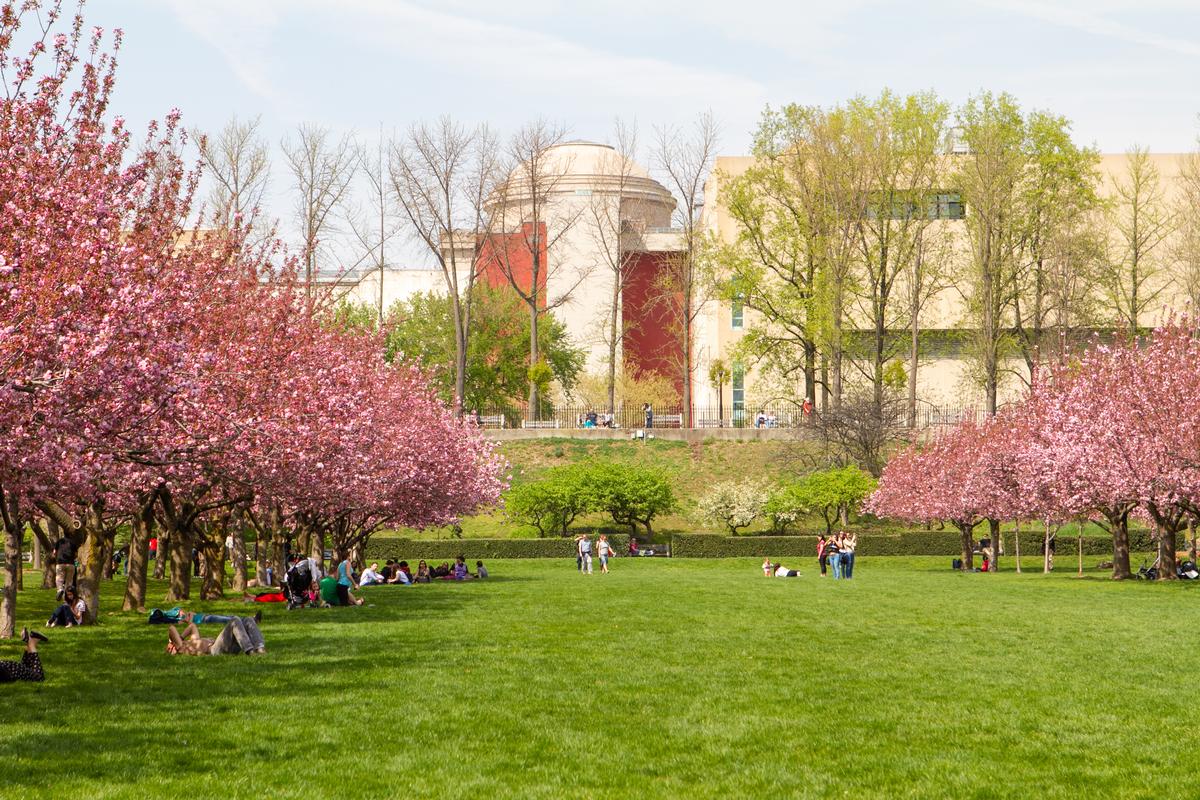 Lawn and cherry trees in Brooklyn Botanic Gardens