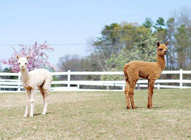 Good Karma Ranch