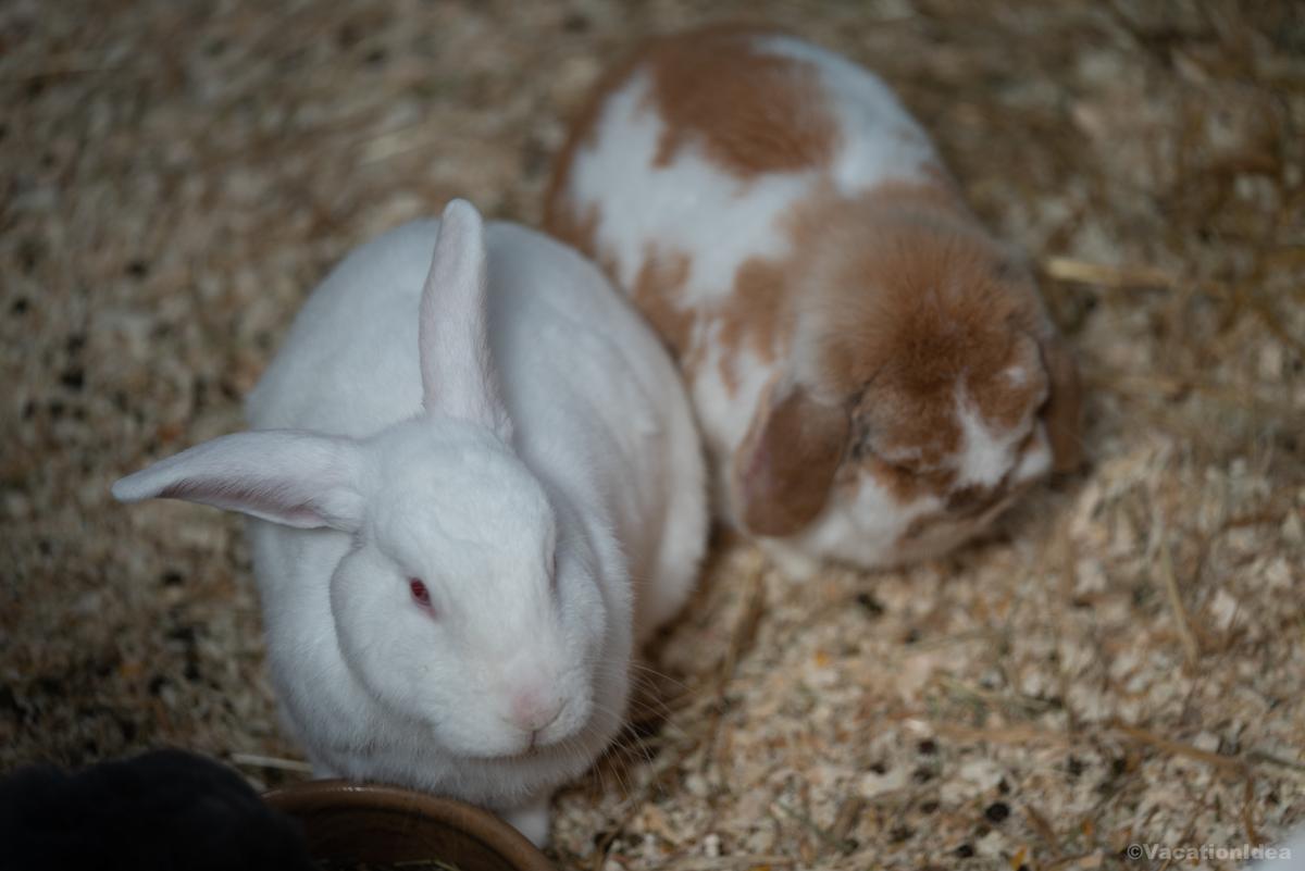My photo of bunnies at David Traylor Zoo of Emporia