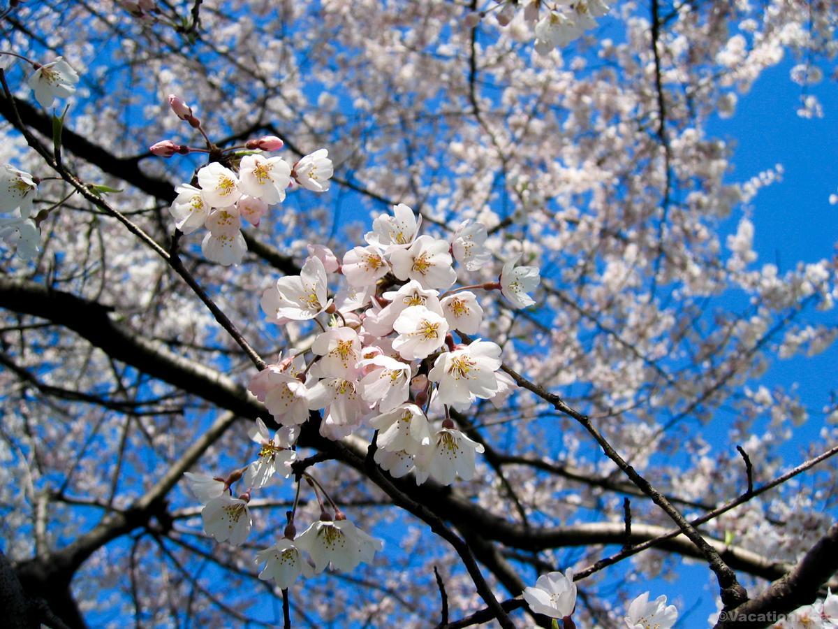 I took this photo of cherry blossoms in DC on my trip this spring