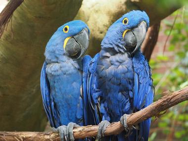 Beautiful birds at The National Aviary