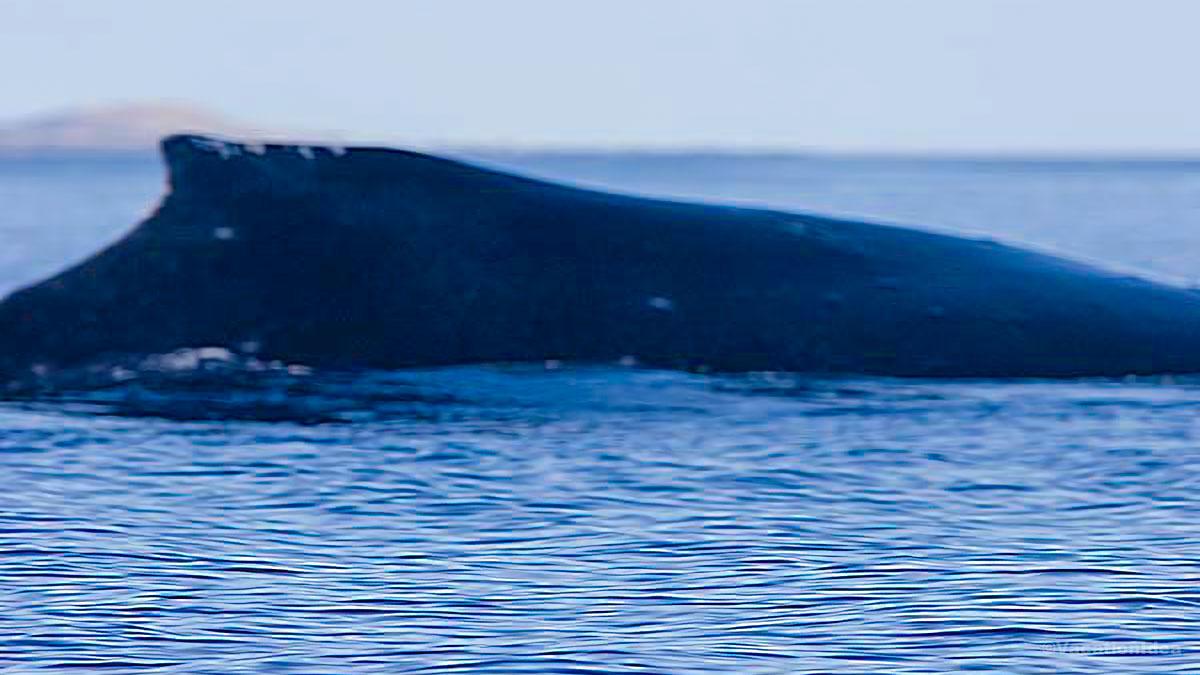 I took this photo from a kayak while we saw this beautiful whale in Kona