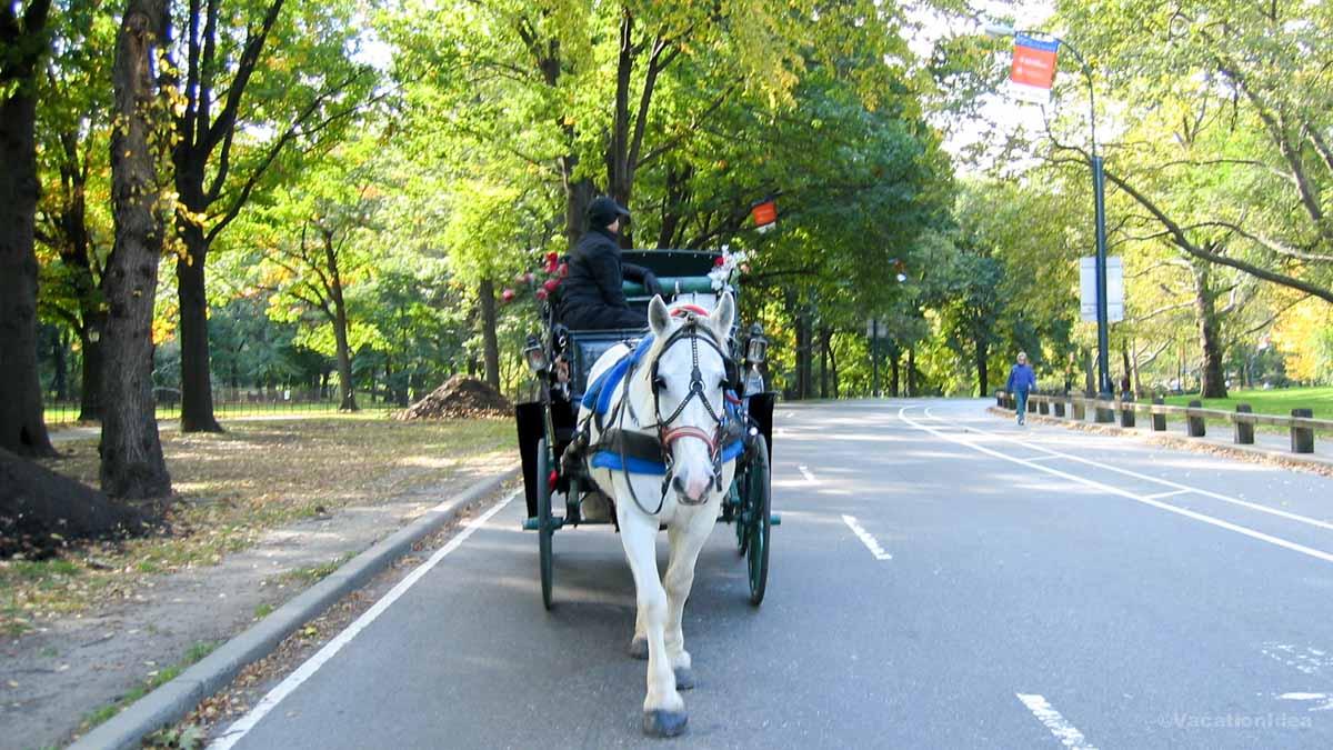 I took this photo of a horse drawn carriage ride in NYC 