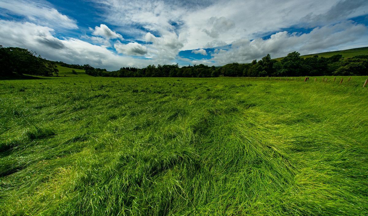 My photo of a verdant landscape while driving in Europe
